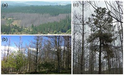 Radial Growth and Wood Density Reflect the Impacts and Susceptibility to Defoliation by Gypsy Moth and Climate in Radiata Pine